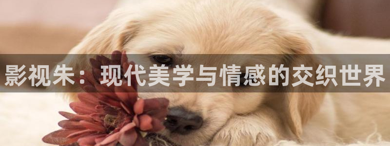 奇米在线观看视频地址一